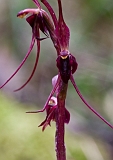 Acianthus caudatus Mayfly Orchid(a)